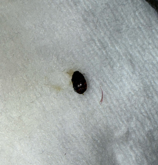 Un seul petit attagène des tapis est visible sur une surface claire et texturée. Le petit insecte repose en vue de dessus.