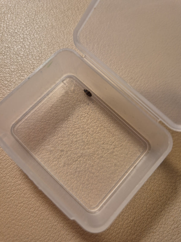 Un attagène des tapis se trouve dans une petite boîte en plastique ouverte sur fond clair. L'insecte est bien visible et présente la coloration typique de l'...