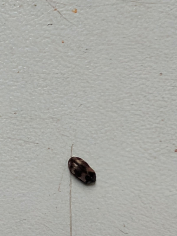 On peut voir un petit coléoptère des tapis sur une surface claire. L'insecte est au repos sur le fond.