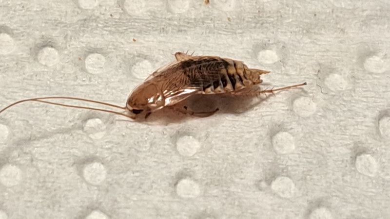 L'image montre une blatte des sables adulte sur une surface claire et texturée. L'insecte présente ses longues antennes typiques et son motif d'ailes caracté...