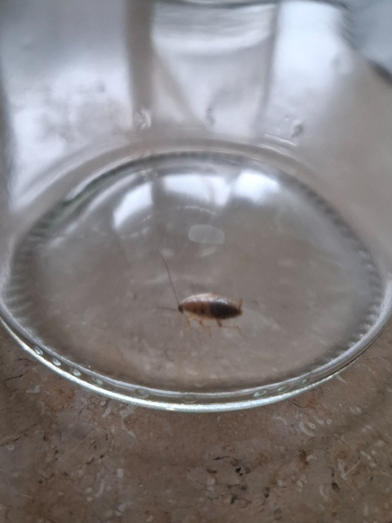 L'image montre une nymphe de blatte des forêts assise au fond d'un bocal en verre.