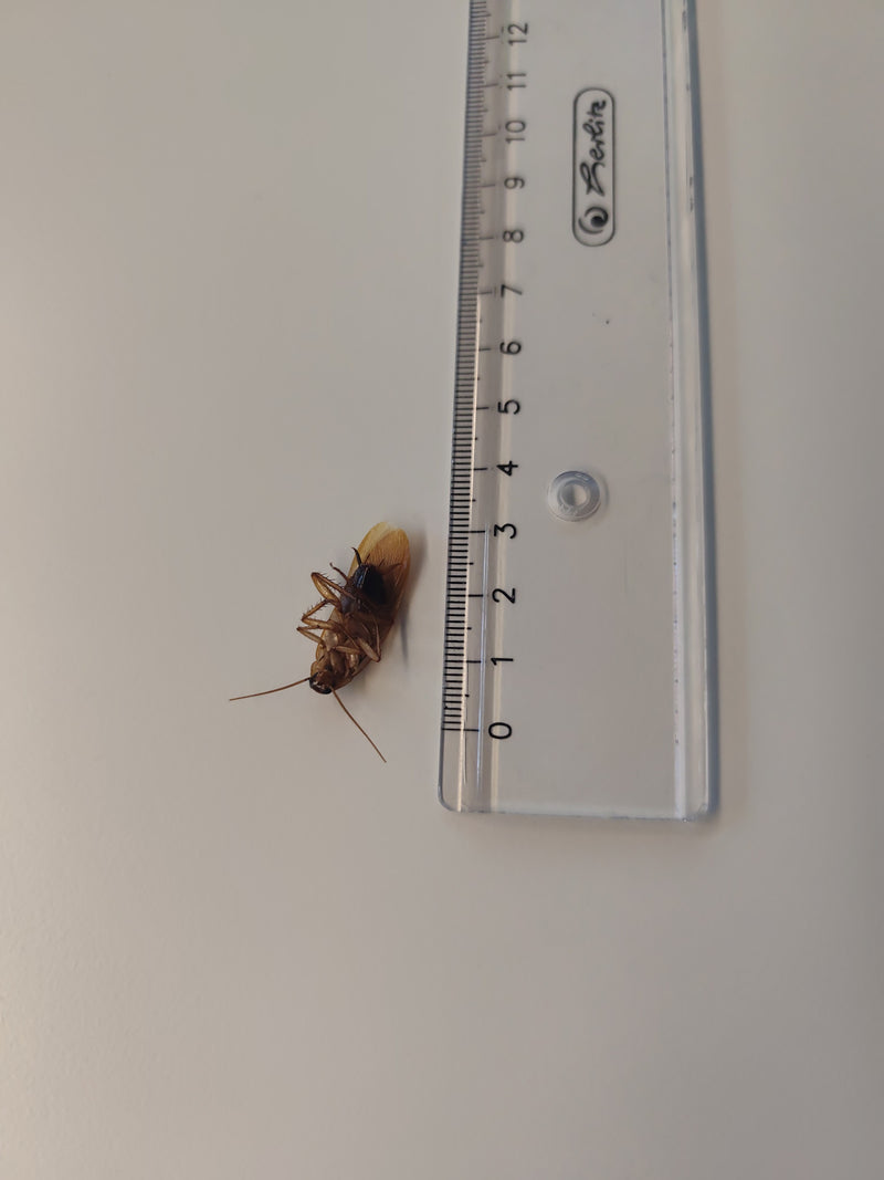 Une blatte des forêt s'est allongée sur le dos à côté d'une règle transparente sur une surface claire. L'insecte est bien visible.