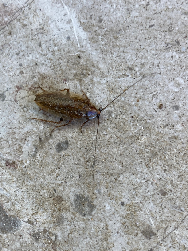 Une blatte des bois ambrée adulte repose sur un sol en pierre claire.