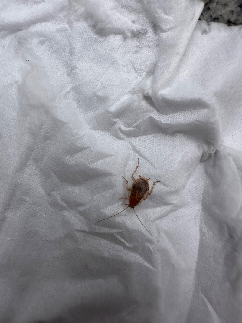 Une nymphe de blatte des forêt est clairement visible posée sur une serviette en papier blanche. L'insecte présente des caractéristiques typiques comme sa co...