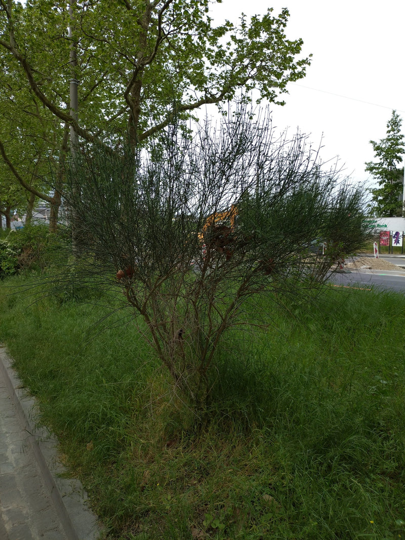 Papillon bleutler — Bild 1
