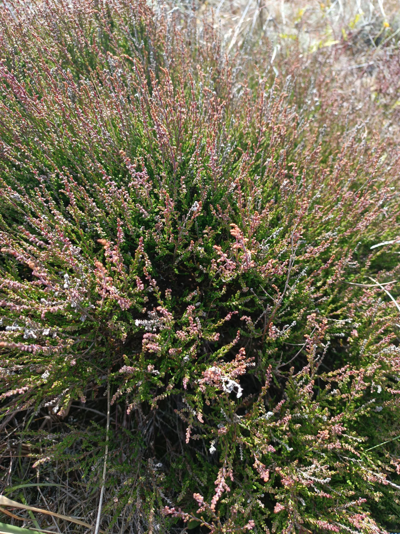 Bruyère à balais — Bild 1