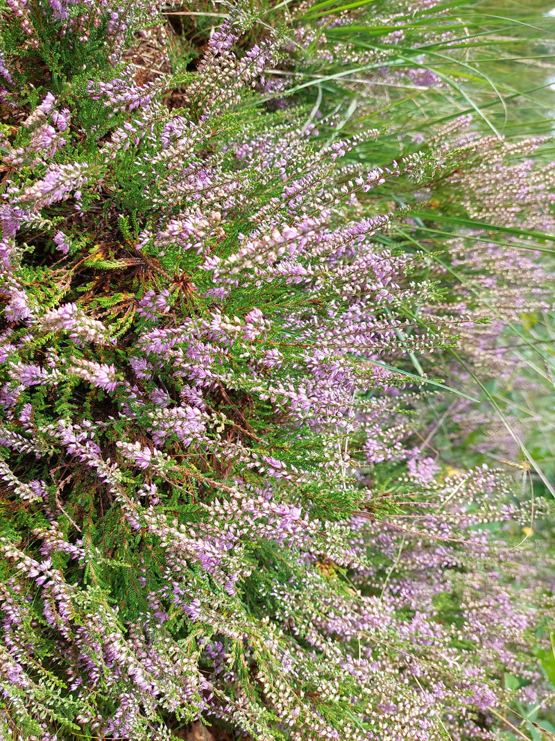 L'image montre un peuplement dense de bruyère commune en fleurs avec des inflorescences roses typiques. La plante pousse dans un environnement naturel.