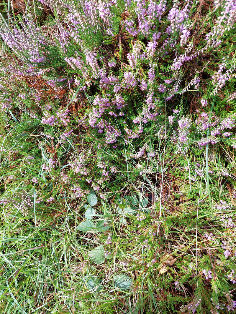 L'image montre de la bruyère en fleurs dans son habitat naturel. Les inflorescences caractéristiques rose à violette sont bien visibles.