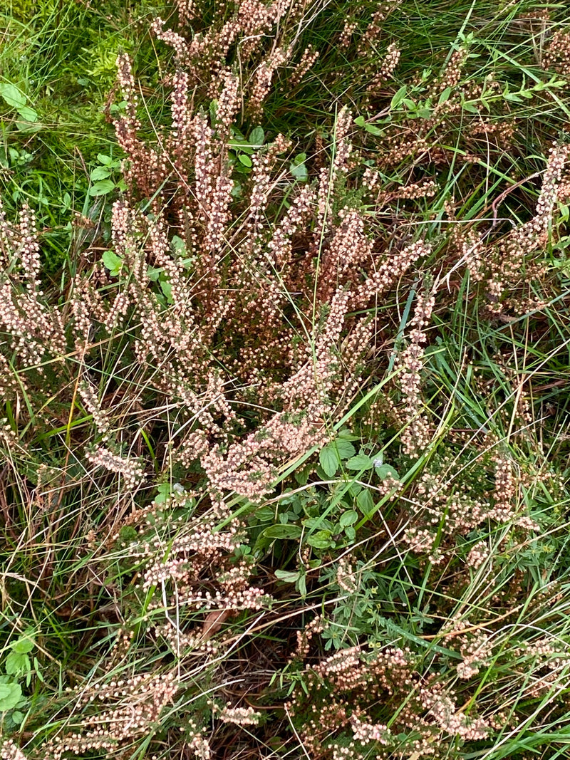 Bruyère commune en fleurs avec de nombreux bourgeons rose pâle, entourée d'herbe et de mousse.