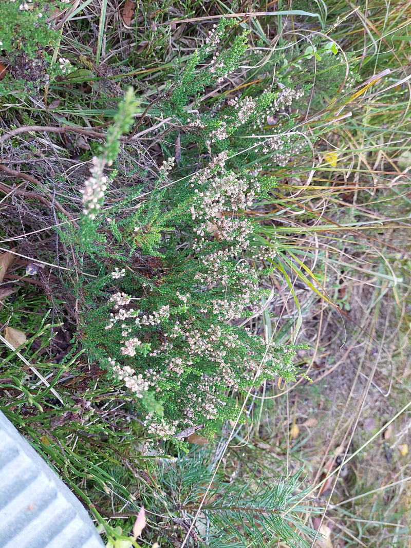 Un buisson de bruyère commune en fleurs pousse au milieu d'herbes et de conifères.