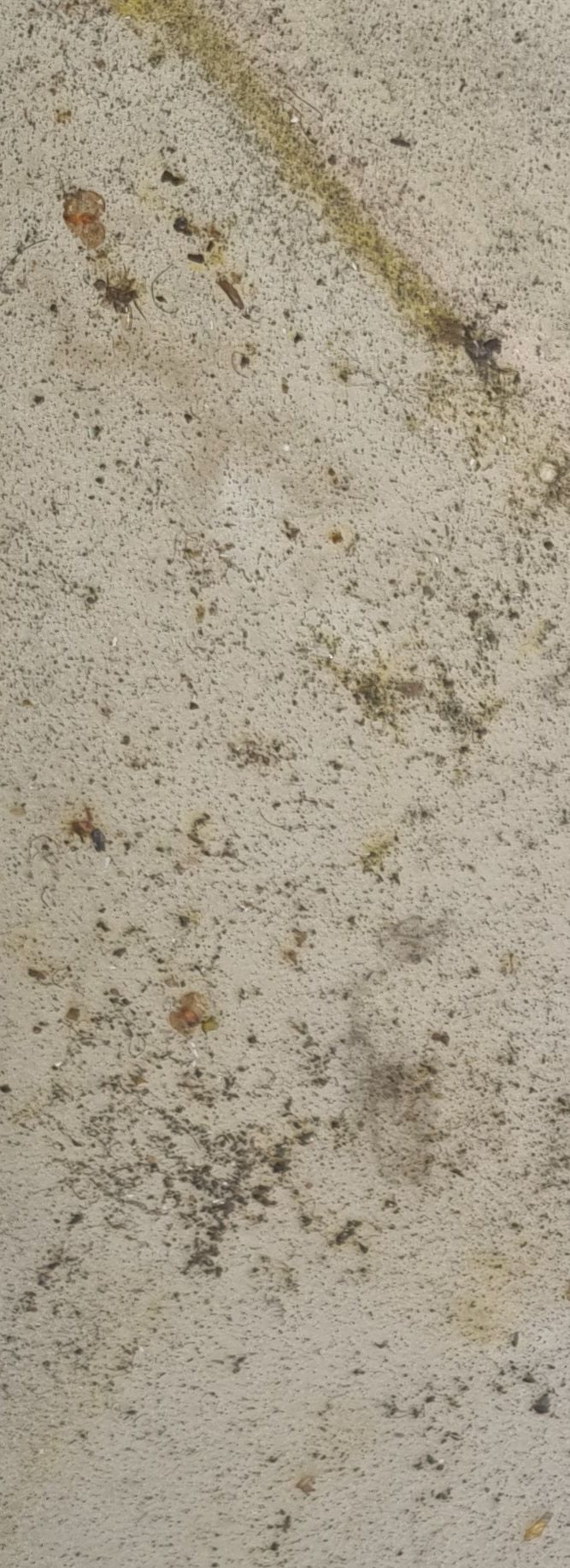 punaise de lit — Bild 1