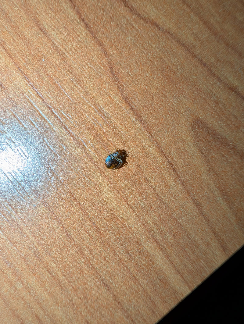 L'image montre une punaise de lit adulte assise sur une surface en bois clair. L'insecte présente son corps typique plat, de forme ovale et brun.
