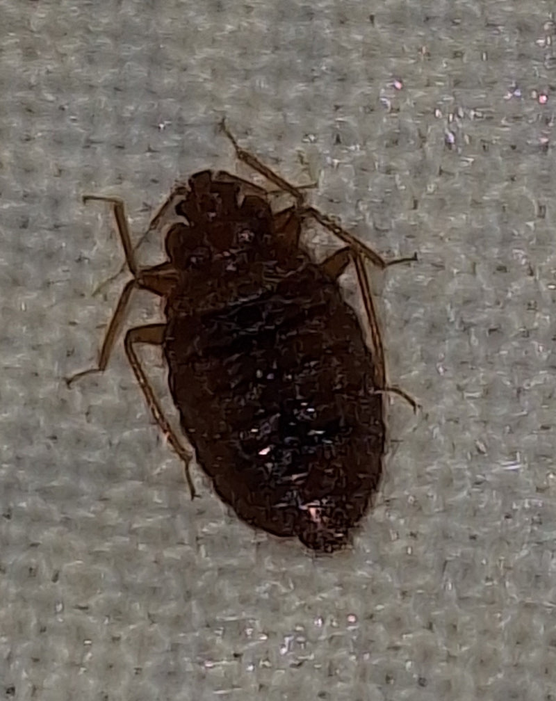 Une punaise de lit adulte est visible en vue supérieure posée sur un textile clair. L'insecte montre sa structure corporelle plate et ovale typique.