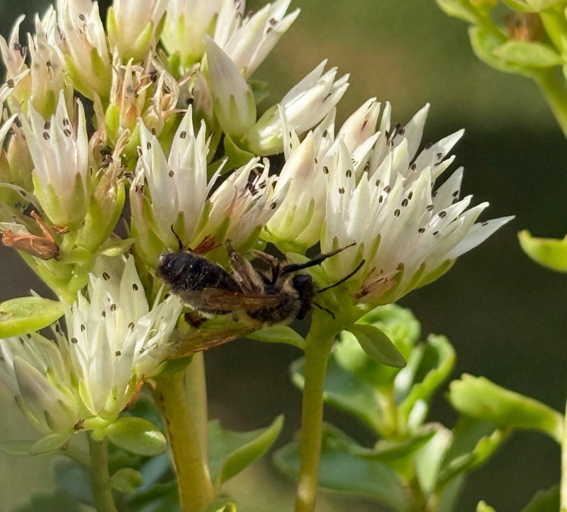 Abeilles — Bild 1