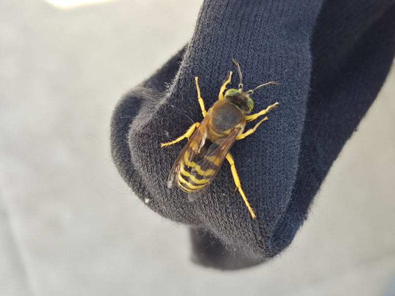 Loup-abeille — Bild 1