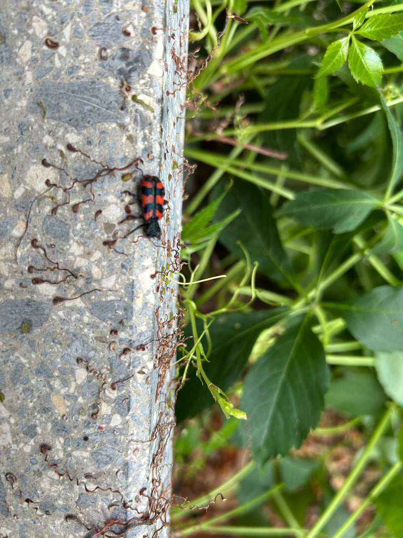Loup-abeille — Bild 2