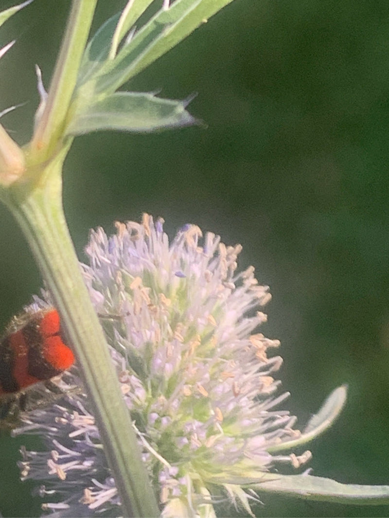 Loup-abeille — photo 5 sur 15