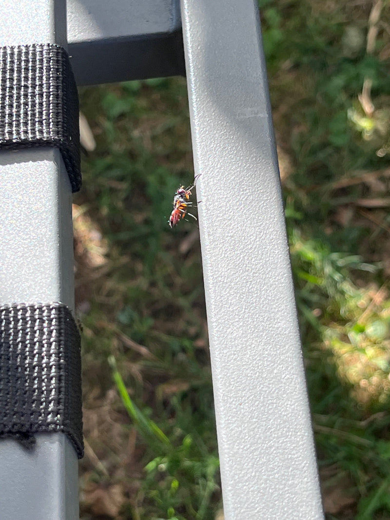 Loup-abeille — photo 4 sur 15