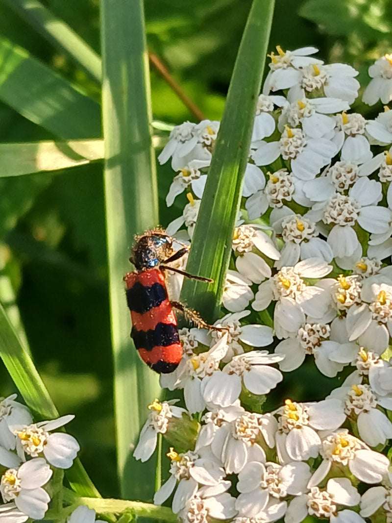 Loup-abeille — photo 2 sur 15