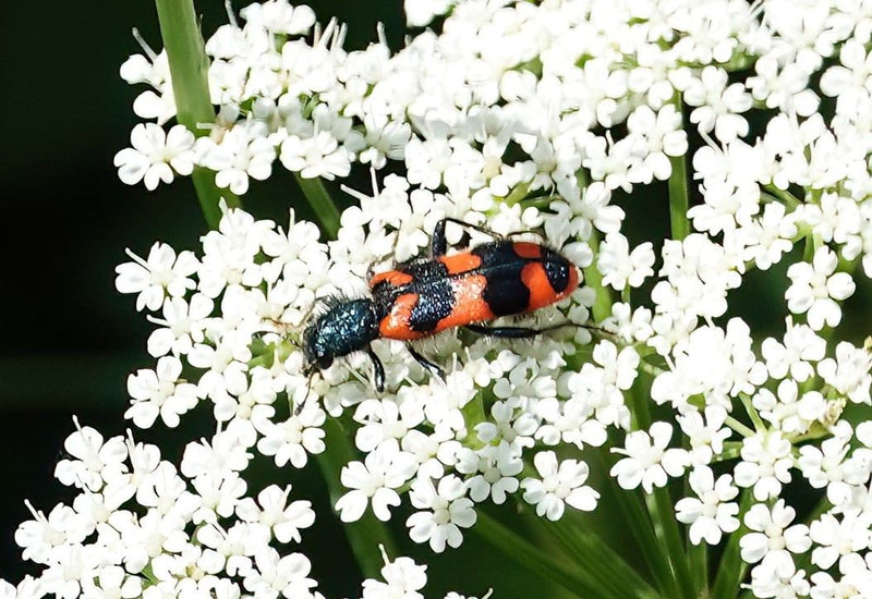 Loup-abeille — photo 1 sur 15