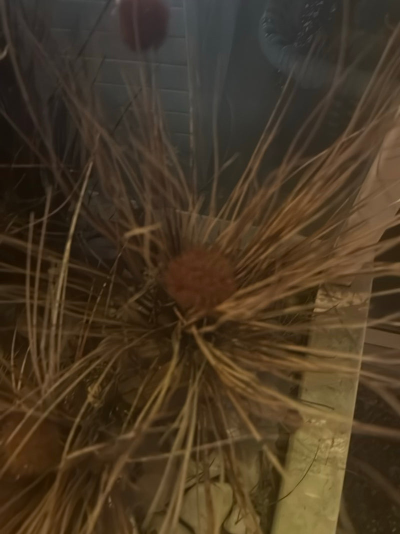 se précipite — Bild 1