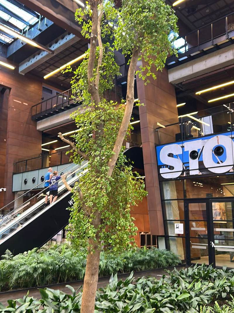 On peut voir un grand benjoin dans un bâtiment moderne avec un escalator à l'arrière-plan. L'arbre pousse dans un parterre intérieur.