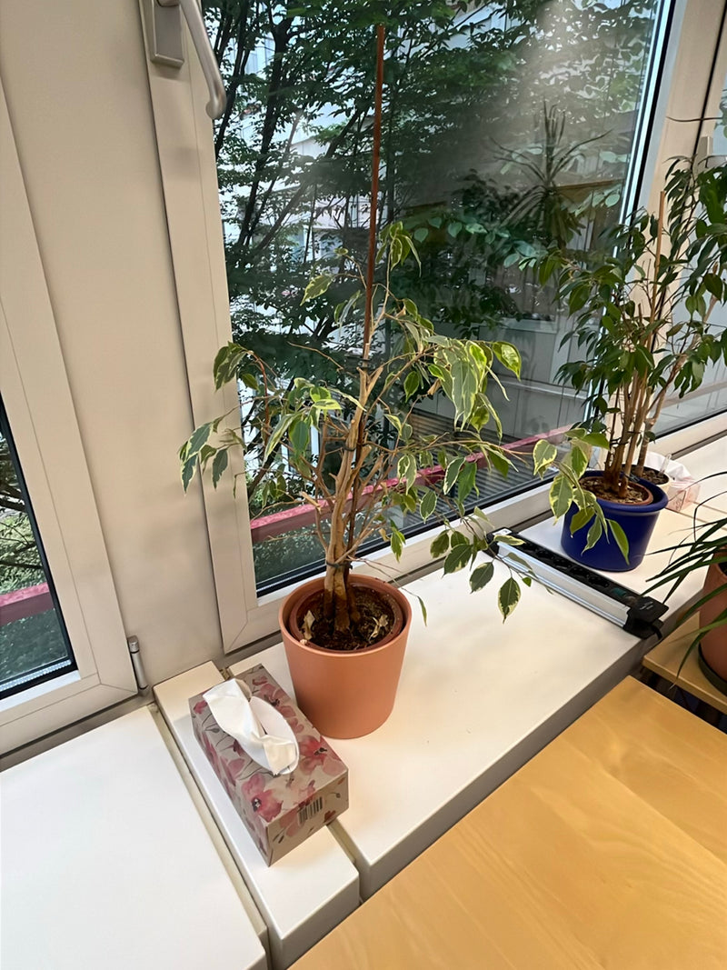 On voit une plante d'intérieur en pot posée sur un rebord de fenêtre lumineux. Il s'agit d'un ficus benjamina avec des feuilles typiques vertes et blanches.