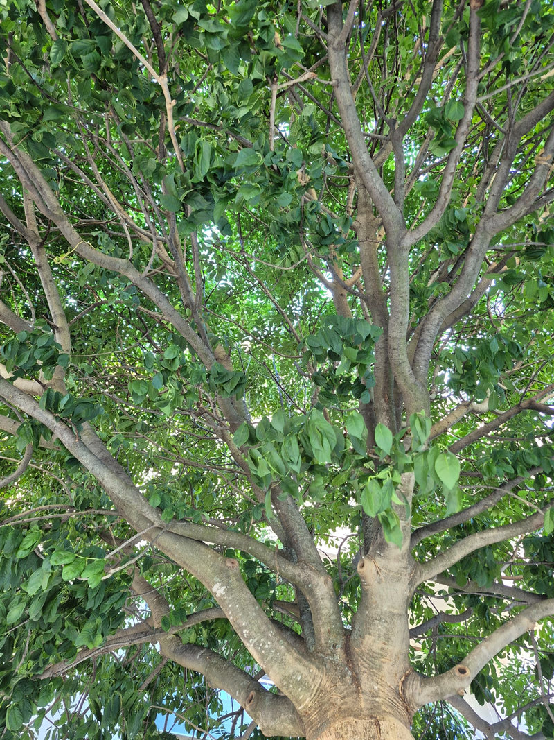 L'image montre la partie inférieure du tronc et la canopée ramifiée d'un ficus benjamina avec de nombreuses feuilles vertes. La perspective est dirigée vers ...