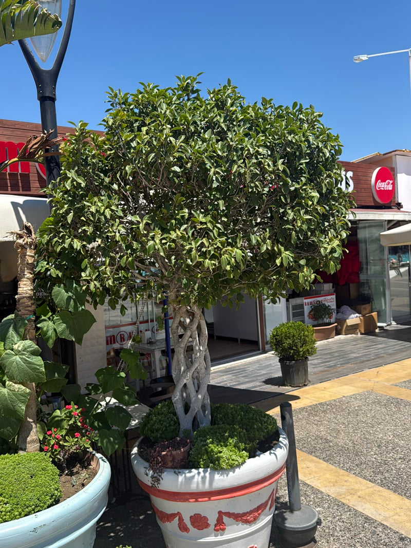 On peut voir un Ficus benjamina bien développé avec un tronc tressé dans un grand bac à plantes en extérieur. Sa couronne verte forme un buisson dense et arr...
