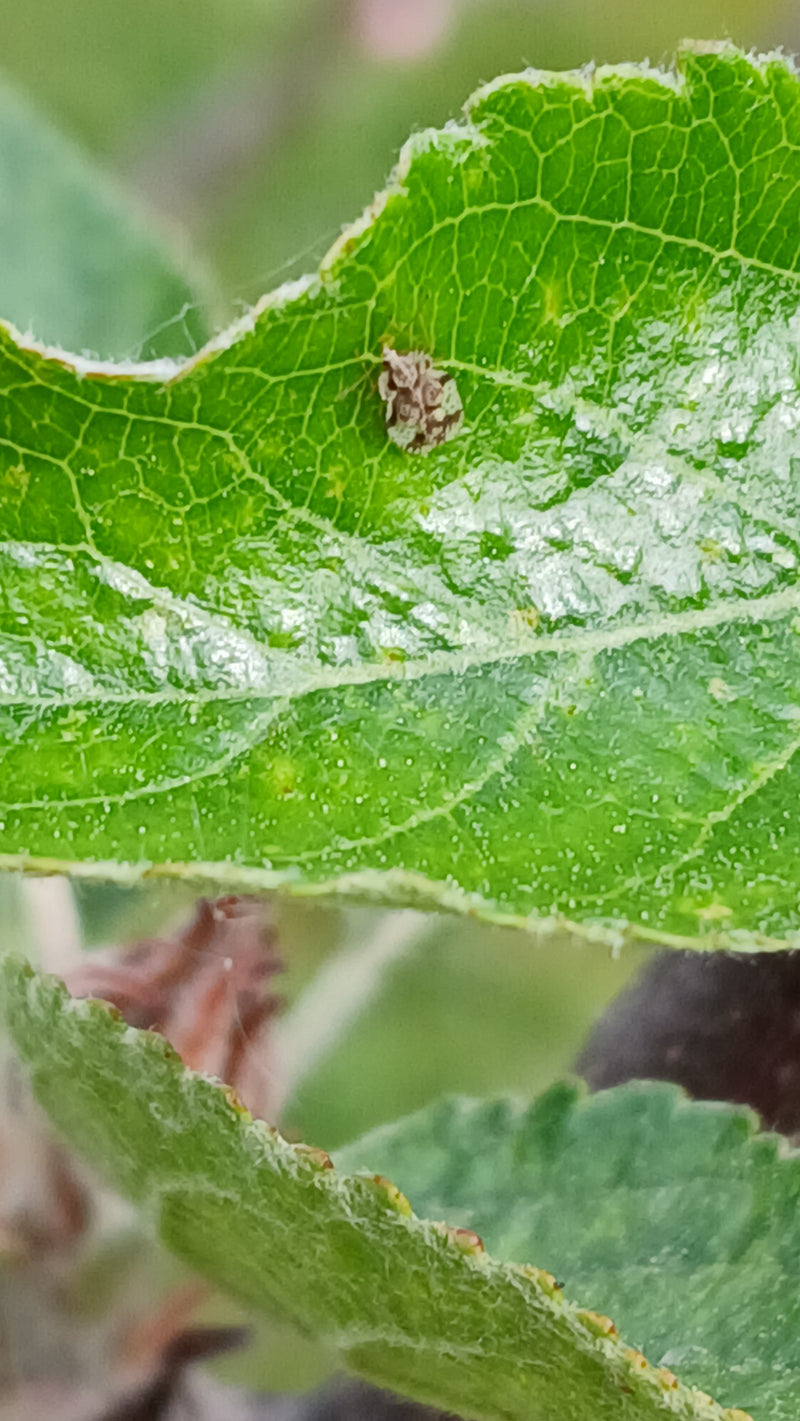 Punaise des mauvaises herbes du poirier — Bild 3