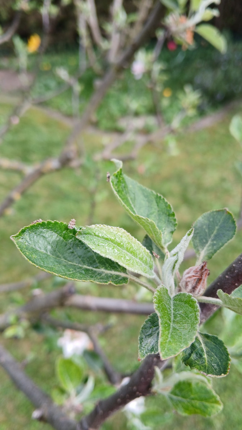 Punaise des mauvaises herbes du poirier — Bild 2