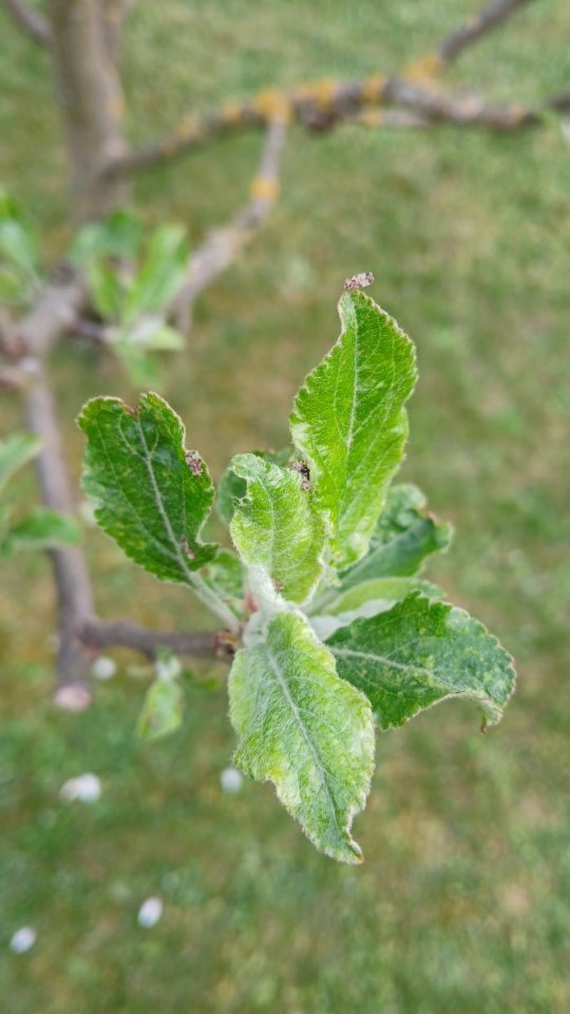 Punaise des mauvaises herbes du poirier — Bild 1