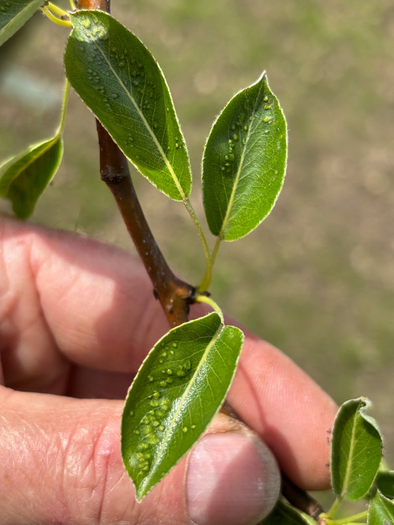 Acarien de la variole du poirier — Bild 1