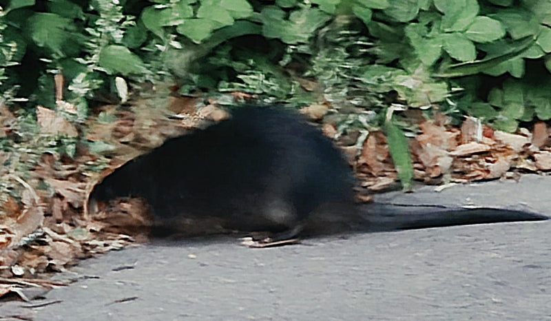 Un rat musqué marche sur un chemin asphalté au bord d'une végétation verte. Le rongeur sombre est bien visible.