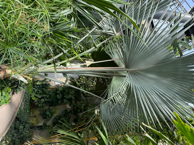 Bismarckpalme — photo 1 sur 1