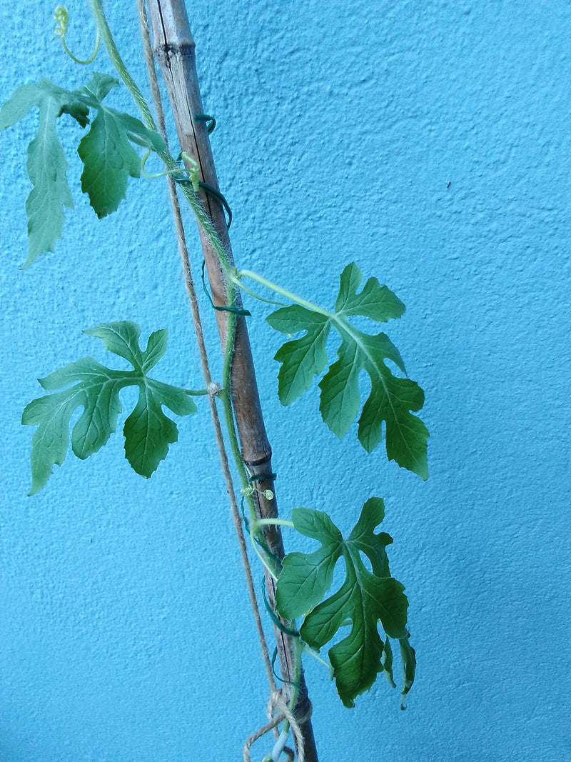 Melon amer — Bild 1