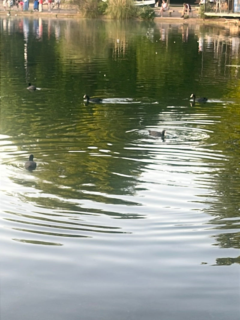 Foulque — Bild 4