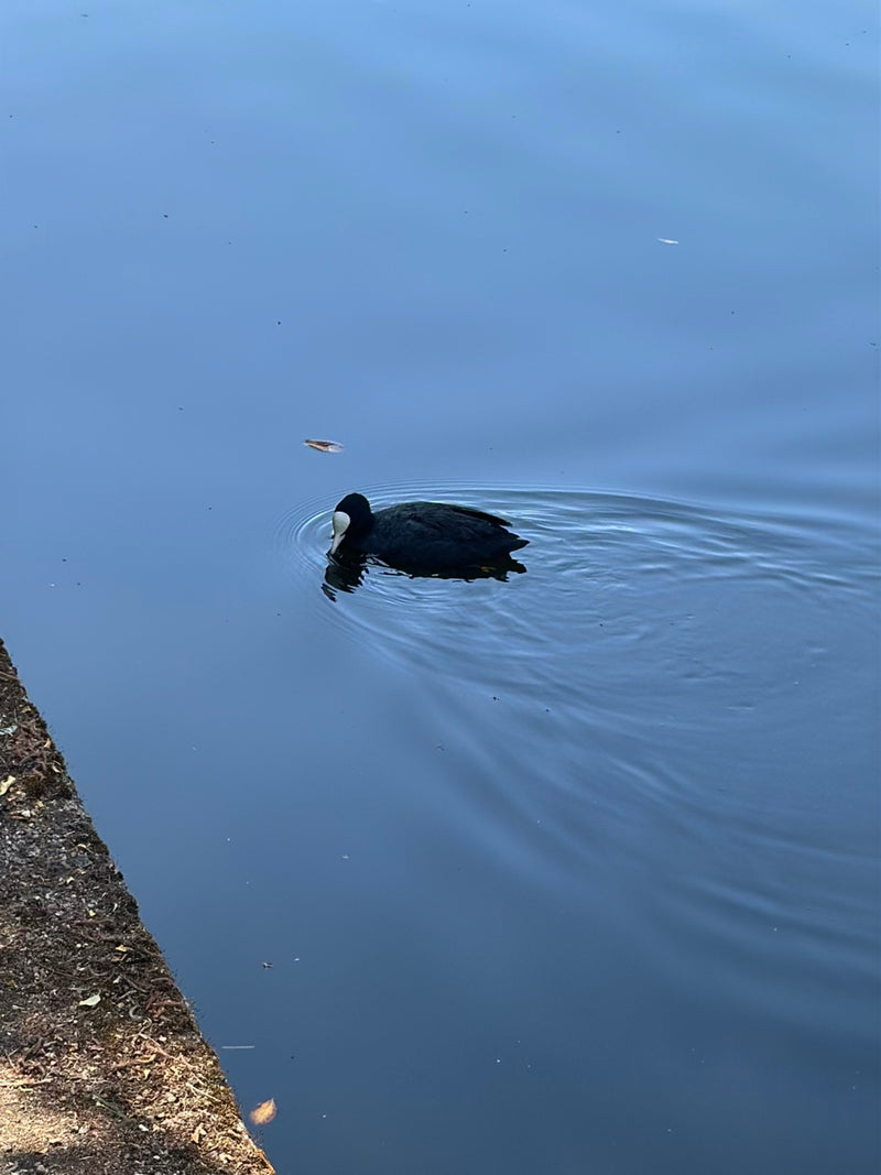 Foulque — Bild 1