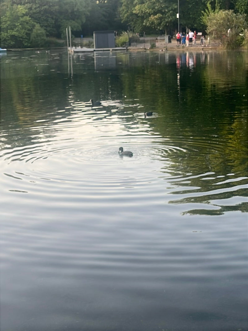 Foulque — Bild 3