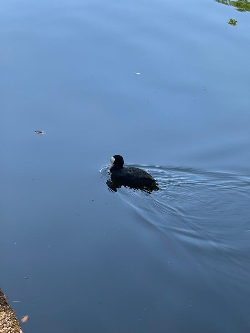 Foulque — Bild 2