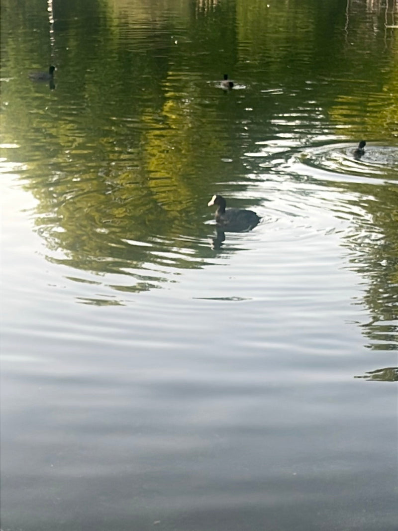 Foulque — Bild 5