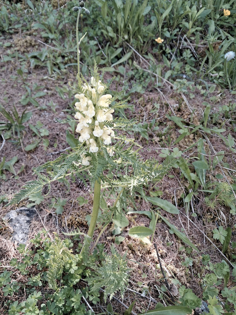 Poudrière feuillue — Bild 1