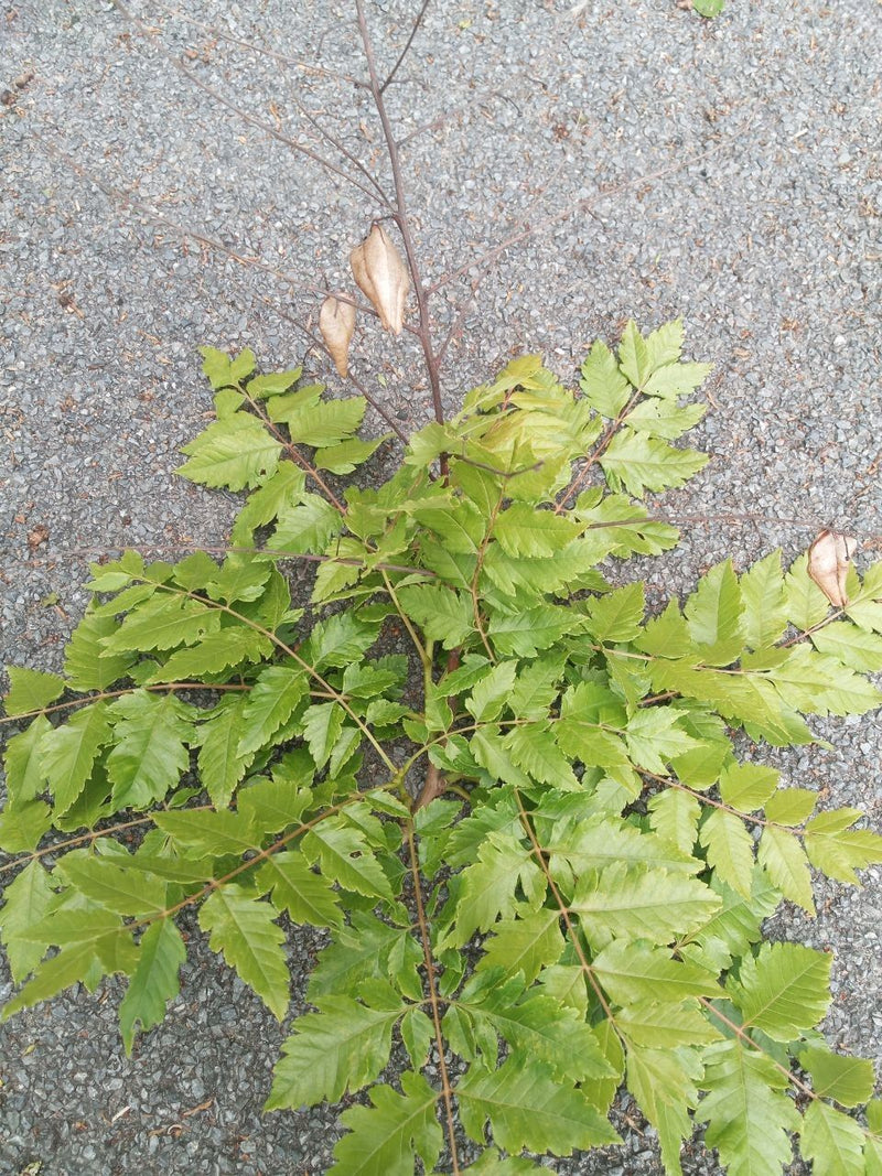 Arbre à bulles — Bild 1
