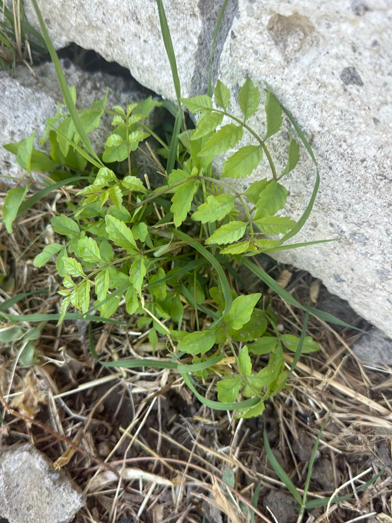 Un jeune savonnier aux feuilles vert clair pousse dans une fente près d'un mur de pierre. La petite plante est entourée d'herbe sèche et de terre.