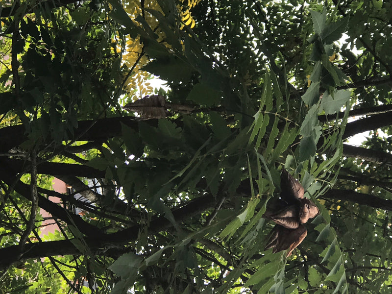 On aperçoit la canopée dense d'un savonnier de Chine avec ses feuilles pennées typiques et ses fruits en capsules caractéristiques. La vue est prise d'en bas...