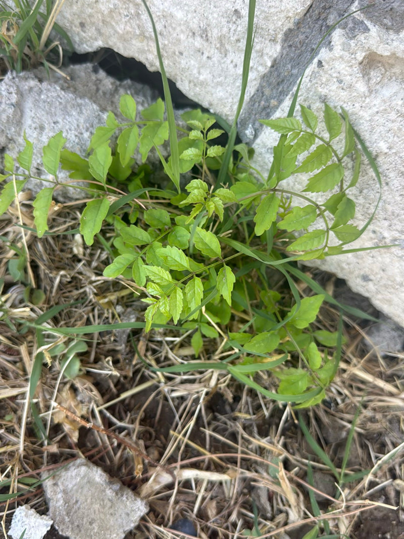 On voit un jeune savonnier qui pousse du sol entre des pierres et de l'herbe avec ses feuilles vert clair.