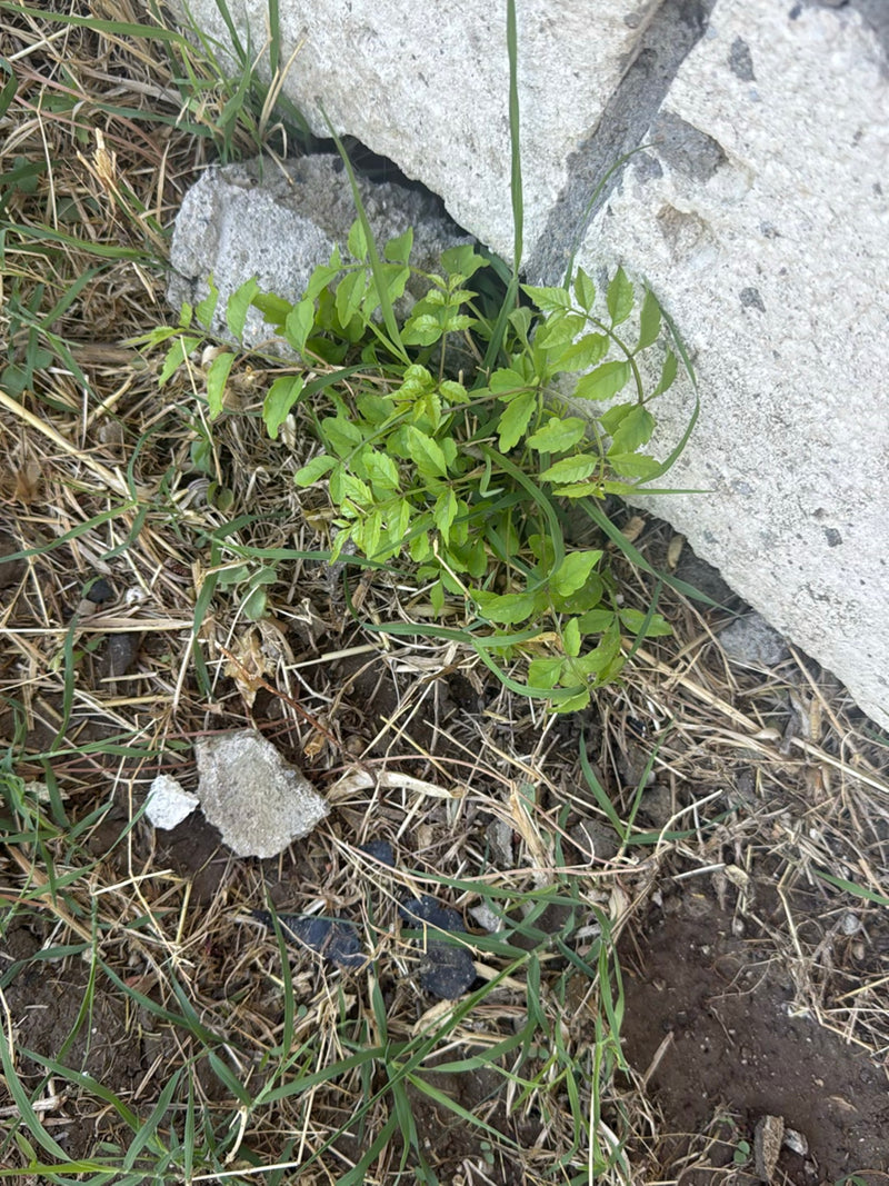 On aperçoit un jeune savonnier qui pousse au pied d'un mur en pierre. Les feuilles finement pennées sont d'un vert clair et entourées d'herbe et de paille sè...