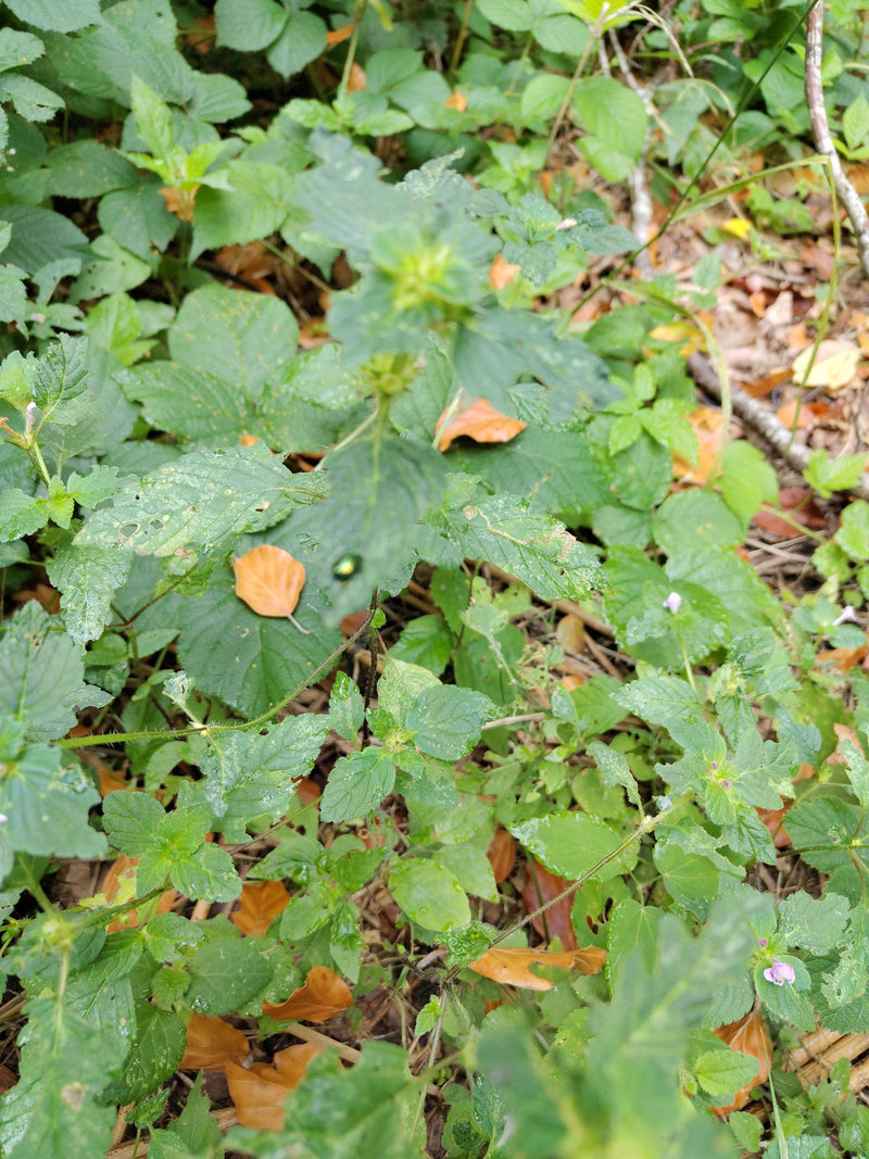 chrysomèle des feuilles — photo 2 sur 8