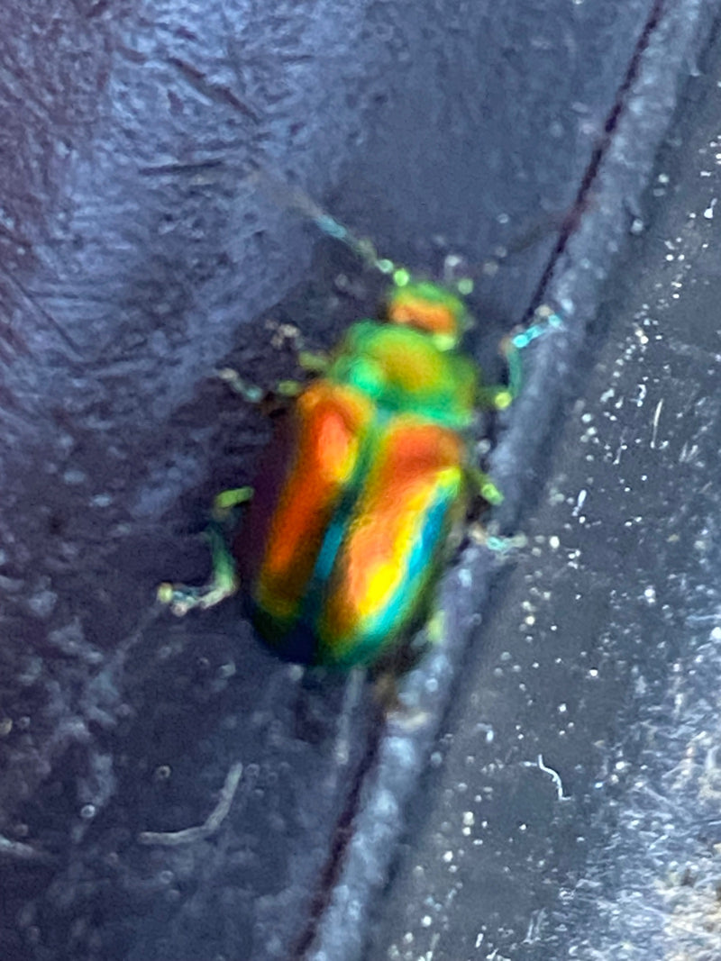 chrysomèle des feuilles — photo 4 sur 8