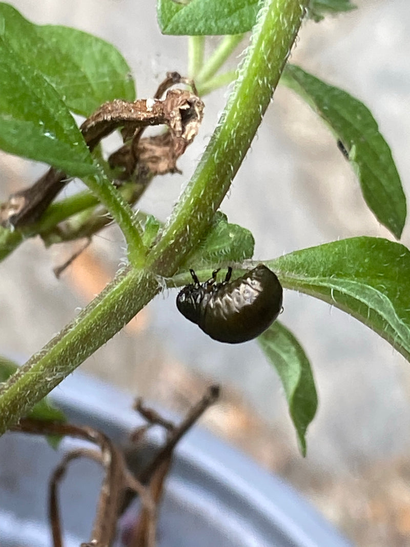 Coléoptères des feuilles (genre Chrysolina) — photo 3 sur 6